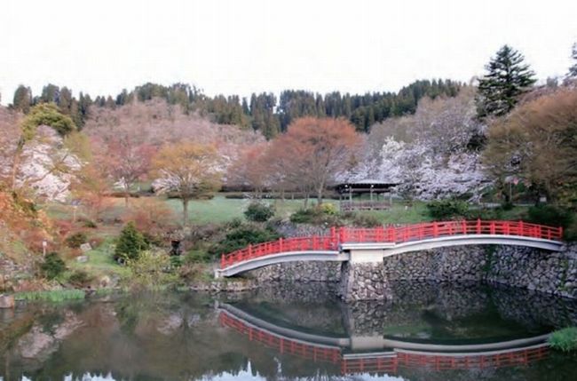 富山の桜の見ごろはいつ？各スポットの詳細情報を紹介！