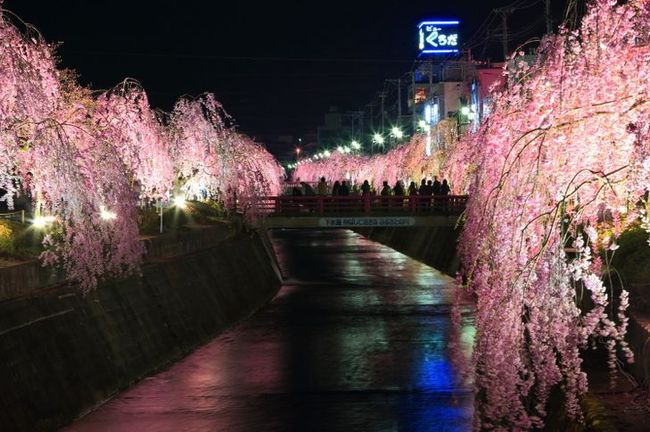 山形の桜スポット！ライトアップがキレイなオススメ夜桜はここ！